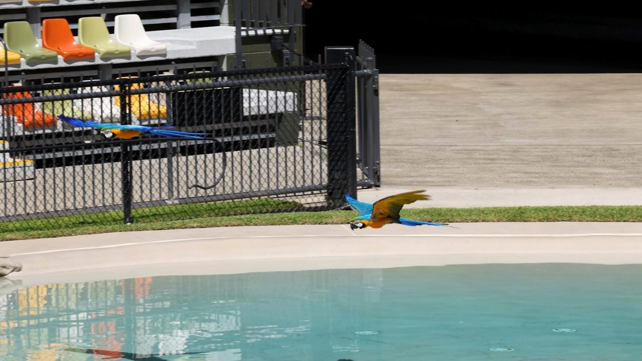 Piscine barrière : quel modèle choisir en Guadeloupe ?